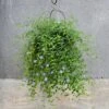 Hanging Plant Cage - Wide 1 Hanging Plant Cage - Wide -KANG Plants Shop pr2000033991