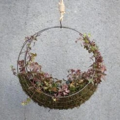 Hanging Wreath Basket 15 Hanging Wreath Basket -KANG Plants Shop pr2000033995 card6 lg