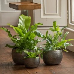 Zinc Bowls - Set Of 3 -KANG Plants Shop pr2000033999 card2 lg