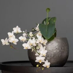 Zinc Bowls - Set Of 3 -KANG Plants Shop pr2000033999 card4 lg