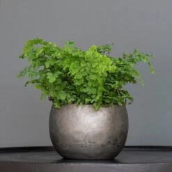 Zinc Bowls - Set Of 3 -KANG Plants Shop pr2000033999 card5 lg