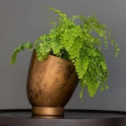 Tilting Pot - Brass -KANG Plants Shop pr2000034009 card4 lg