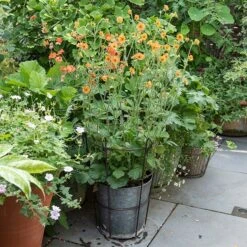 Perennial/bulb Planter With Support -KANG Plants Shop pr2000034023 card3 lg