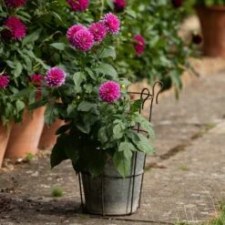 Perennial/bulb Planter With Support -KANG Plants Shop pr2000034023 card5 lg