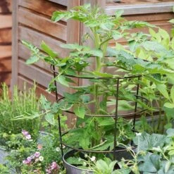 Planter With Surround Support -KANG Plants Shop pr2000034024 card2 lg