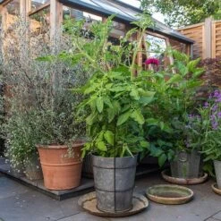 Planter With Surround Support -KANG Plants Shop pr2000034024 card3 lg