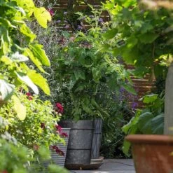 Planter With Surround Support -KANG Plants Shop pr2000034024 card4 lg