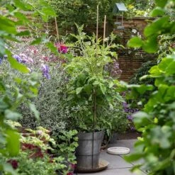 Planter With Surround Support -KANG Plants Shop pr2000034024 card6 lg