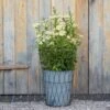 Planter In Lattice Basket Surround -KANG Plants Shop pr2000034026