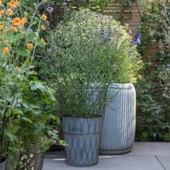 Planter In Lattice Basket Surround -KANG Plants Shop pr2000034026 card2 lg