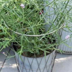 Planter In Lattice Basket Surround -KANG Plants Shop pr2000034026 card4 lg