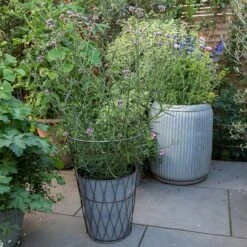 Planter In Lattice Basket Surround -KANG Plants Shop pr2000034026 card5 lg