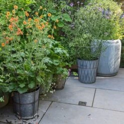 Planter In Lattice Basket Surround -KANG Plants Shop pr2000034026 card6 lg