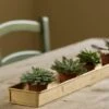 Brushed Brass Tray -KANG Plants Shop pr2000034034