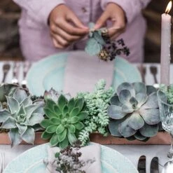 Brushed Copper Tray 11 Brushed Copper Tray -KANG Plants Shop pr2000034036 card3 lg