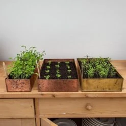 Brushed Copper Seed Tray 19 Brushed Copper Seed Tray -KANG Plants Shop pr2000034042 card9 lg