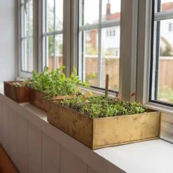 Brushed Brass Seed Tray -KANG Plants Shop pr2000034043 card4 lg