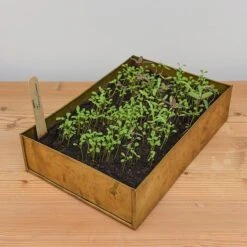 Brushed Brass Seed Tray -KANG Plants Shop pr2000034043 card5 lg