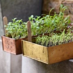 Brushed Brass Seed Tray -KANG Plants Shop pr2000034043 card8 lg