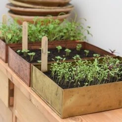 Brushed Brass Seed Tray -KANG Plants Shop pr2000034043 card9 lg