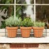 Pot Window Basket 1 Pot Window Basket -KANG Plants Shop pr2000034049