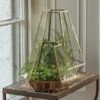 Terrarium With Brass Base Tray -KANG Plants Shop pr2000034059