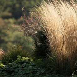 Border Scroll Hook Stake - Large -KANG Plants Shop pr2000034064 card4 lg