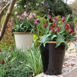 Glazed Terracotta Pot - Black 20 Glazed Terracotta Pot - Black -KANG Plants Shop pr2000034127 card10 lg