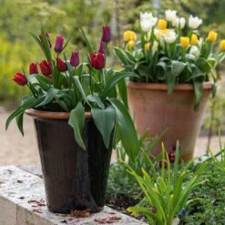 Glazed Terracotta Pot - Black 13 Glazed Terracotta Pot - Black -KANG Plants Shop pr2000034127 card2 lg