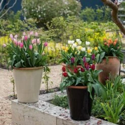 Glazed Terracotta Pot - Black 16 Glazed Terracotta Pot - Black -KANG Plants Shop pr2000034127 card5 lg