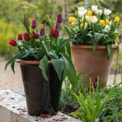 Glazed Terracotta Pot - Black 19 Glazed Terracotta Pot - Black -KANG Plants Shop pr2000034127 card9 lg