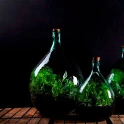 Plant Terrarium Bottle 15 Litre Set 7 Plant Terrarium Bottle 15 Litre Set -KANG Plants Shop pr2000035302 card3 lg