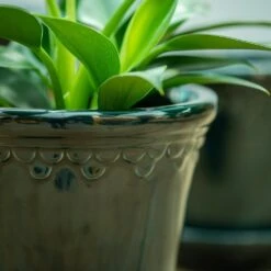 Scalloped Tapered Plant Pot With Saucer - Dark Blue -KANG Plants Shop pr2000035580 card4 lg