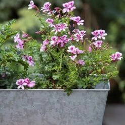 Galvanised Window Trough -KANG Plants Shop pr2000035781 card4 lg