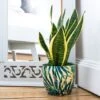 Botanical Fern Print Plant Pot - Blue 1 Botanical Fern Print Plant Pot - Blue -KANG Plants Shop pr2000037265