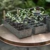 Galvanised Tray With 12 Grow Pods -KANG Plants Shop pr2000037486