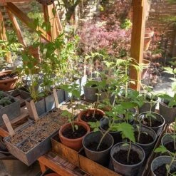 Galvanised Tray With 12 Grow Pods 12 Galvanised Tray With 12 Grow Pods -KANG Plants Shop pr2000037486 card6 lg