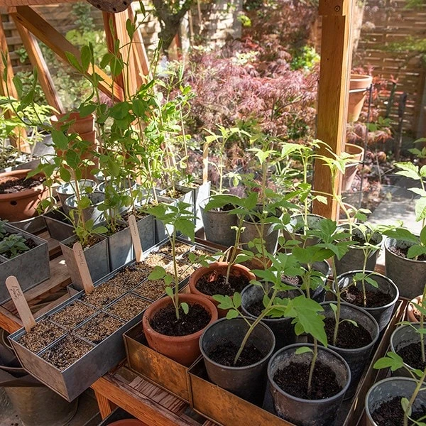 Galvanised Tray With 12 Grow Pods 7 Galvanised Tray With 12 Grow Pods - Image 5