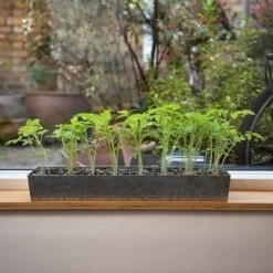 Galvanised Tray With 16 Grow Pods 15 Galvanised Tray With 16 Grow Pods -KANG Plants Shop pr2000037487 card6 lg