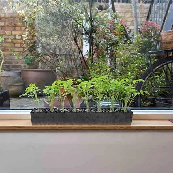 Galvanised Tray With 16 Grow Pods 10 Galvanised Tray With 16 Grow Pods - Image 8