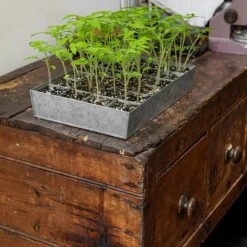 Galvanised Tray With 24 Grow Pods -KANG Plants Shop pr2000037488 card5 lg