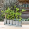 Galvanised Tray With 6 Tall Root Trainer Pods -KANG Plants Shop pr2000037489