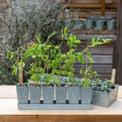Galvanised Tray With 6 Tall Root Trainer Pods -KANG Plants Shop pr2000037489 card2 lg