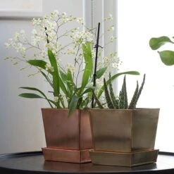Square Copper Pot And Saucer -KANG Plants Shop pr2000037495 card3 lg