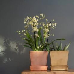 Square Copper Pot And Saucer -KANG Plants Shop pr2000037495 card4 lg