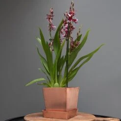 Square Copper Pot And Saucer -KANG Plants Shop pr2000037495 card5 lg