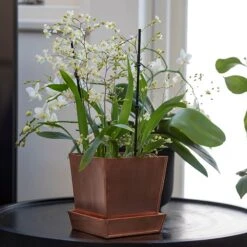 Square Copper Pot And Saucer -KANG Plants Shop pr2000037495 card6 lg