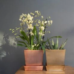 Square Brass Pot And Saucer -KANG Plants Shop pr2000037496 card3 lg