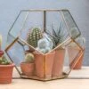 Pentagon Terrarium With Tray Base -KANG Plants Shop pr2000037499
