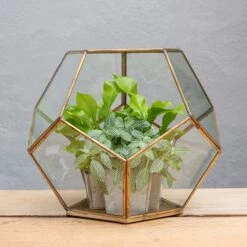 Pentagon Terrarium With Tray Base 10 Pentagon Terrarium With Tray Base -KANG Plants Shop pr2000037499 card4 lg